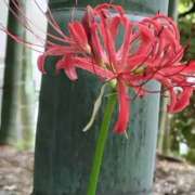 ヒメ日記 2025/09/22 11:16 投稿 あかね エンジェルシリカ