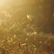 ヒメ日記 2025/10/17 16:20 投稿 あかね エンジェルシリカ