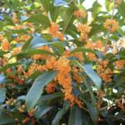 ヒメ日記 2025/10/22 12:12 投稿 あかね エンジェルシリカ