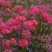 ヒメ日記 2025/11/01 13:01 投稿 あかね エンジェルシリカ