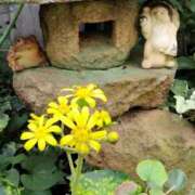 ヒメ日記 2025/11/10 11:36 投稿 あかね エンジェルシリカ