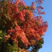 ヒメ日記 2025/11/25 12:08 投稿 あかね エンジェルシリカ