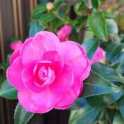 あかね 12月もよろしくお願いいたします エンジェルシリカ