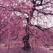 ヒメ日記 2026/03/09 11:49 投稿 あかね エンジェルシリカ