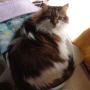 ヒメ日記 2026/03/11 16:21 投稿 あかね エンジェルシリカ