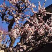 ヒメ日記 2026/03/13 13:58 投稿 あかね エンジェルシリカ