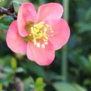 ヒメ日記 2026/03/19 11:55 投稿 あかね エンジェルシリカ