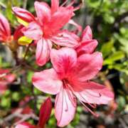 ヒメ日記 2026/04/13 11:06 投稿 あかね エンジェルシリカ