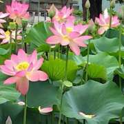 ヒメ日記 2026/06/26 11:53 投稿 あかね エンジェルシリカ
