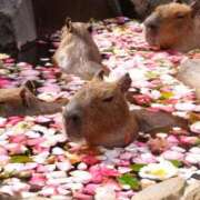 ヒメ日記 2026/08/08 15:41 投稿 あかね エンジェルシリカ