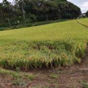 ヒメ日記 2026/08/20 14:48 投稿 あかね エンジェルシリカ