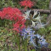 ヒメ日記 2026/10/09 12:03 投稿 あかね エンジェルシリカ