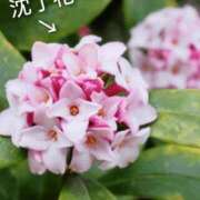 ヒメ日記 2025/09/03 13:00 投稿 れん 人妻の品格(福岡)