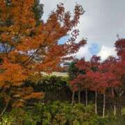 ヒメ日記 2024/12/10 11:52 投稿 みさき 人妻の品格(福岡)