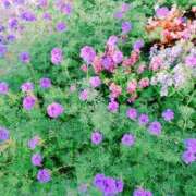 ヒメ日記 2024/12/13 15:59 投稿 みさき 人妻の品格(福岡)