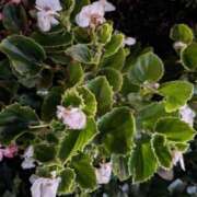 ヒメ日記 2024/12/14 10:53 投稿 みさき 人妻の品格(福岡)