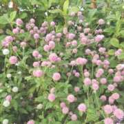 ヒメ日記 2024/12/15 10:34 投稿 みさき 人妻の品格(福岡)