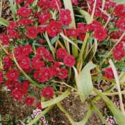 ヒメ日記 2024/12/19 03:11 投稿 みさき 人妻の品格(福岡)