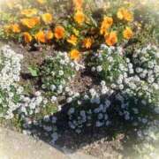 ヒメ日記 2024/12/20 11:11 投稿 みさき 人妻の品格(福岡)