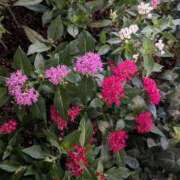 ヒメ日記 2024/12/30 17:51 投稿 みさき 人妻の品格(福岡)