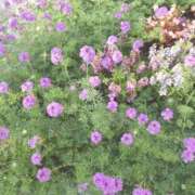 ヒメ日記 2024/12/31 12:49 投稿 みさき 人妻の品格(福岡)