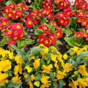 ヒメ日記 2025/01/06 13:05 投稿 みさき 人妻の品格(福岡)