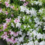 ヒメ日記 2025/01/31 19:13 投稿 みさき 人妻の品格(福岡)