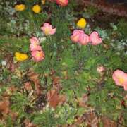 ヒメ日記 2025/02/08 22:23 投稿 みさき 人妻の品格(福岡)