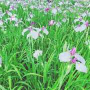 ヒメ日記 2025/02/21 10:24 投稿 みさき 人妻の品格(福岡)