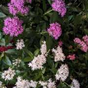 ヒメ日記 2025/02/24 21:44 投稿 みさき 人妻の品格(福岡)