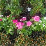 ヒメ日記 2025/02/26 03:43 投稿 みさき 人妻の品格(福岡)