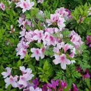 ヒメ日記 2025/02/26 10:16 投稿 みさき 人妻の品格(福岡)