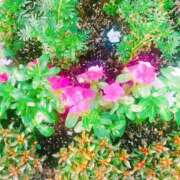 ヒメ日記 2025/03/21 18:56 投稿 みさき 人妻の品格(福岡)