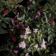 ヒメ日記 2025/03/22 02:08 投稿 みさき 人妻の品格(福岡)