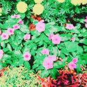 ヒメ日記 2025/03/28 10:55 投稿 みさき 人妻の品格(福岡)