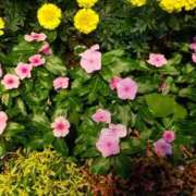 ヒメ日記 2025/04/04 16:08 投稿 みさき 人妻の品格(福岡)