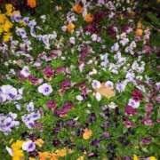 ヒメ日記 2025/04/17 13:00 投稿 みさき 人妻の品格(福岡)