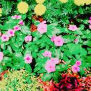 ヒメ日記 2025/04/18 18:54 投稿 みさき 人妻の品格(福岡)