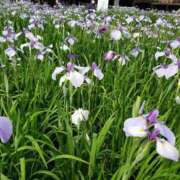 ヒメ日記 2025/04/20 12:01 投稿 みさき 人妻の品格(福岡)