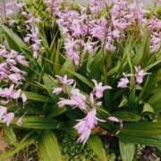 ヒメ日記 2025/04/26 22:33 投稿 みさき 人妻の品格(福岡)