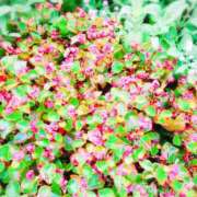 ヒメ日記 2025/05/09 15:01 投稿 みさき 人妻の品格(福岡)