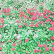 ヒメ日記 2025/05/09 21:50 投稿 みさき 人妻の品格(福岡)