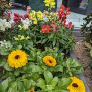 ヒメ日記 2025/05/15 15:46 投稿 みさき 人妻の品格(福岡)