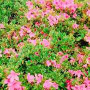 ヒメ日記 2025/05/16 18:39 投稿 みさき 人妻の品格(福岡)