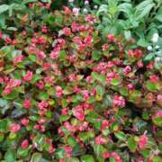 ヒメ日記 2025/05/26 15:08 投稿 みさき 人妻の品格(福岡)