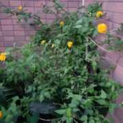 ヒメ日記 2025/05/29 19:19 投稿 みさき 人妻の品格(福岡)