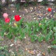 ヒメ日記 2025/06/01 13:40 投稿 みさき 人妻の品格(福岡)