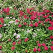 ヒメ日記 2025/06/03 17:41 投稿 みさき 人妻の品格(福岡)