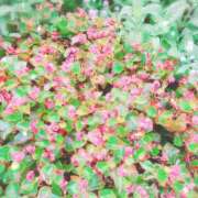 ヒメ日記 2025/06/04 21:41 投稿 みさき 人妻の品格(福岡)