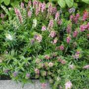 ヒメ日記 2025/06/05 18:49 投稿 みさき 人妻の品格(福岡)